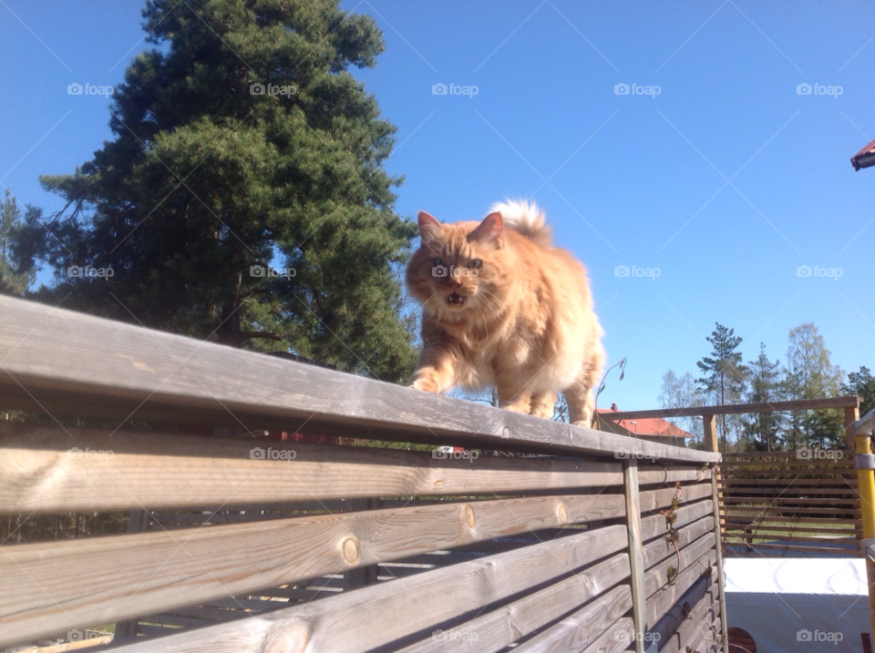 cat animal pet talking by MagnusPm