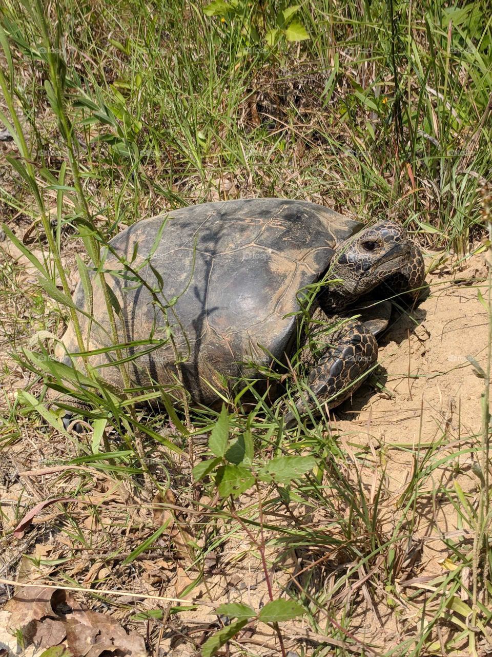 Gopher Tortoise