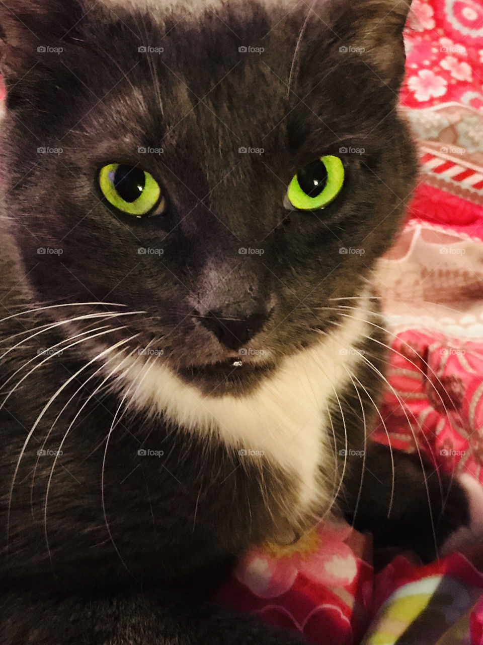 Closeup of my beautiful green-eyed grey & white cat George. He’s looking at me with serious distaste as i annoyingly woke him to take a picture of him. Yes the eyes are a little enhanced...he’s wearing coloured contacts a la desktop! 👁