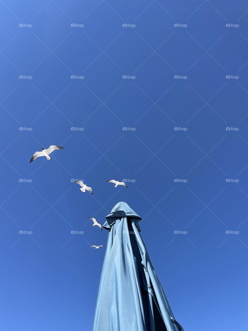 Looking up to birds in the sky