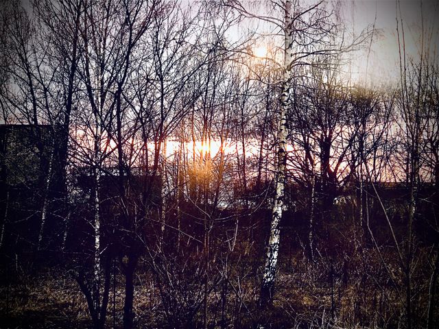 Sunset in garden