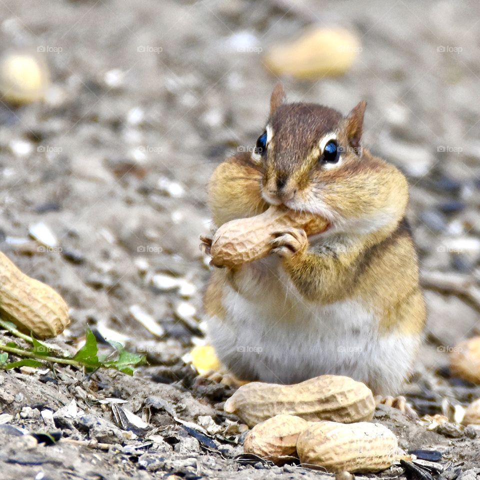 Chipmunk stuffing it’s cheeks with peanuts