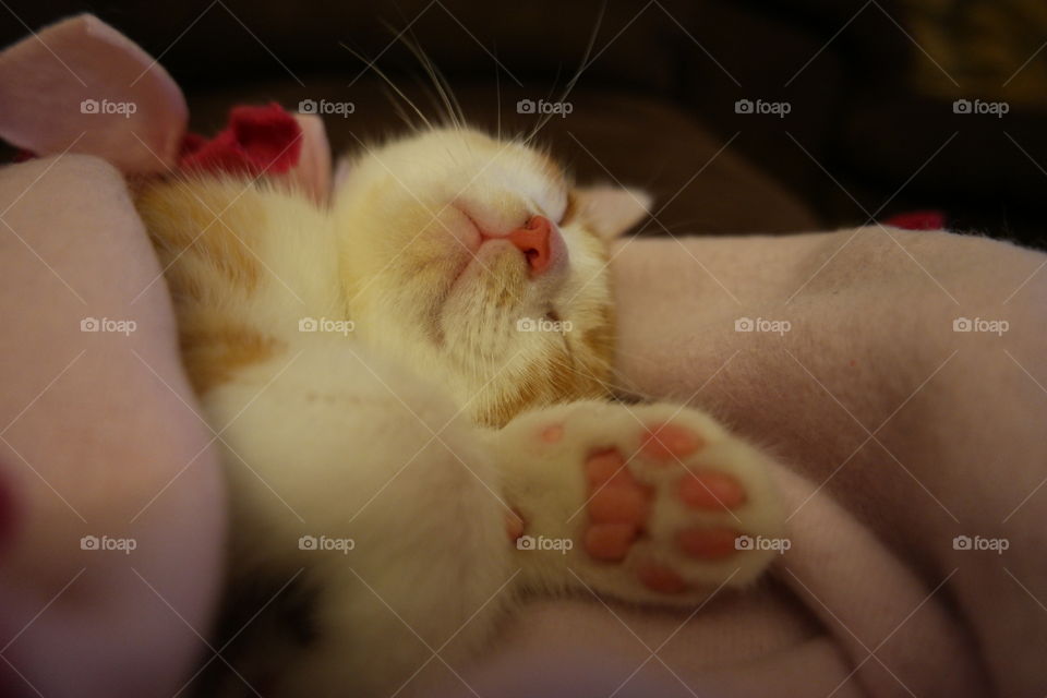 Sleeping kitten