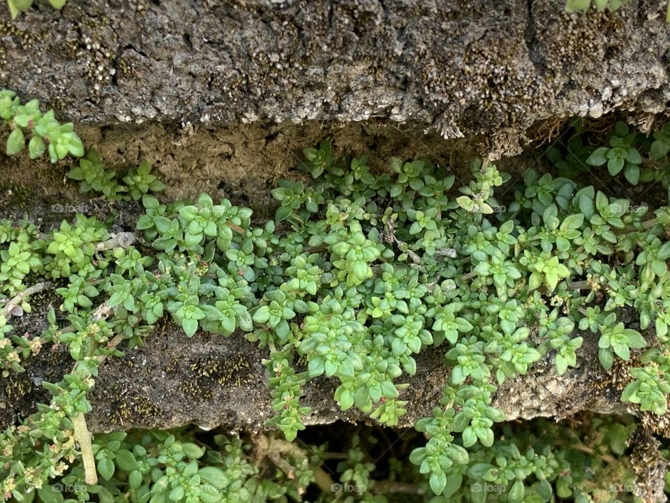 The stories of the nature, Countryside ( Thailand)