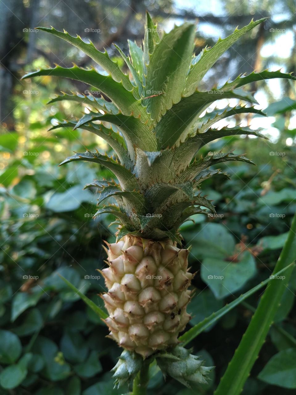 Beautiful Mini Pineapple Decorative Flowers