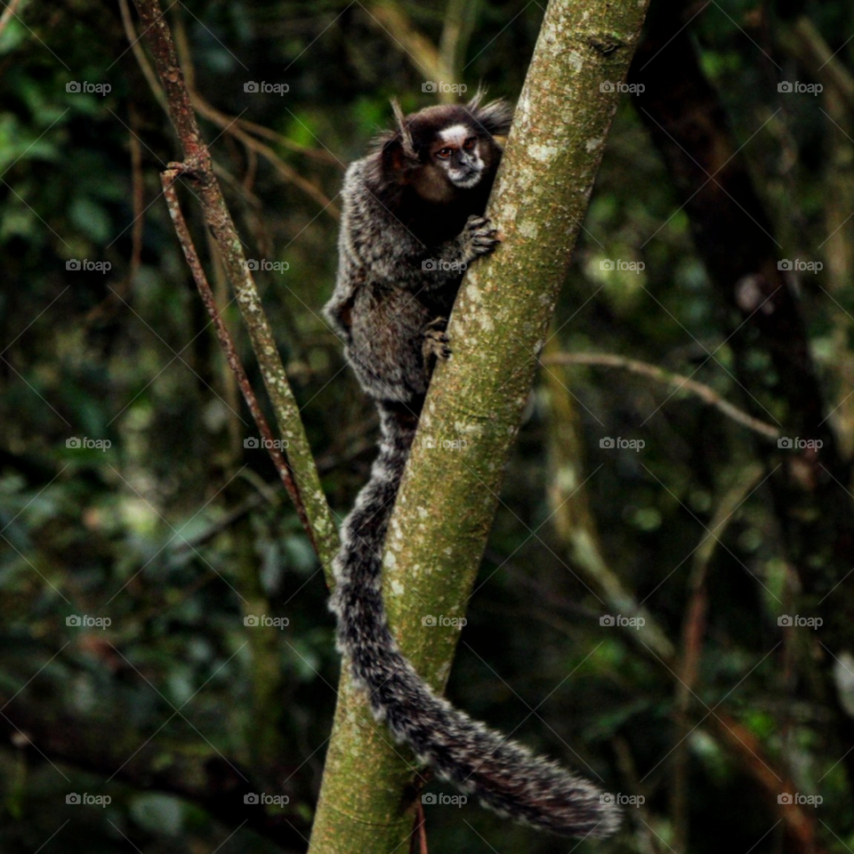 fluffy little monkey in the forest tree
Brazil