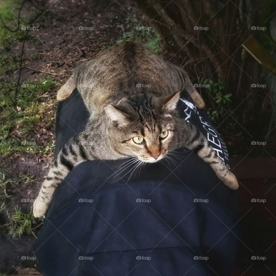 "My Grill" our brown tabby says as he  lays in his favorite spot