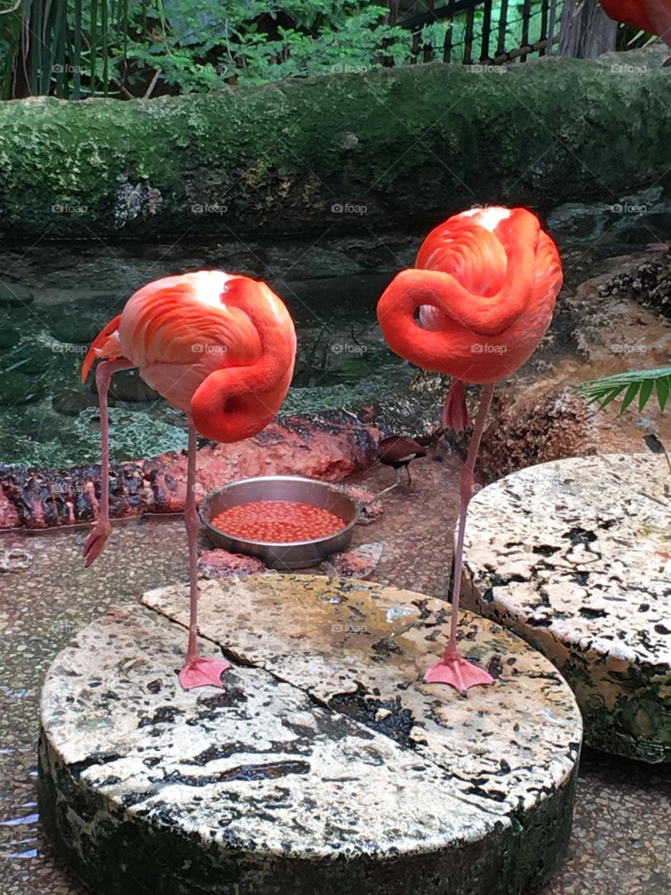 Flamingos the longest neck and legs relative to their body size of any bird in the world.