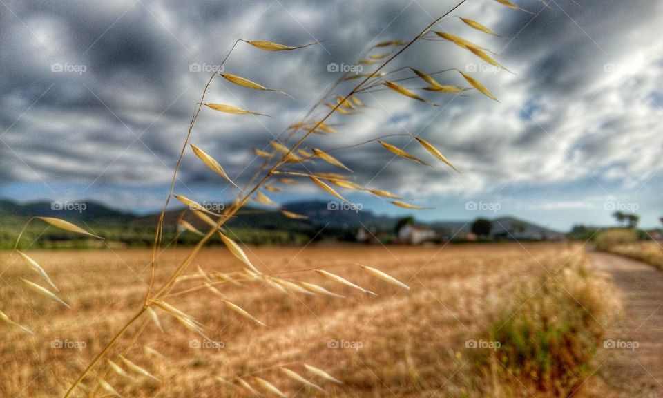 Campo de trigo. Paseando al amanecer en un campo de trigo