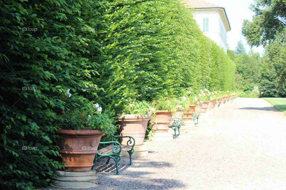 garden, road with a hedge