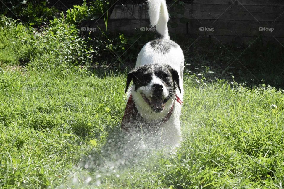 Summertime Fun with Pup