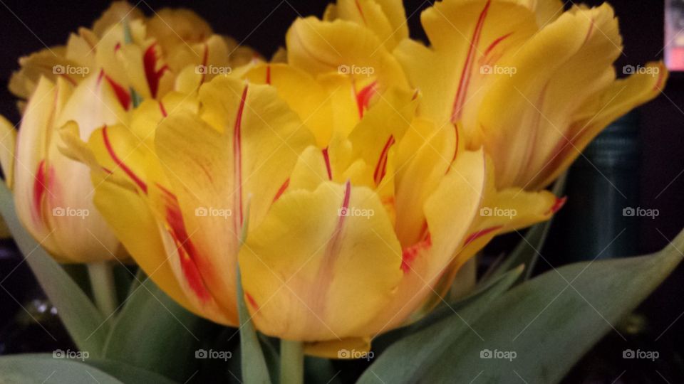 Bright yellow and red stripped flower