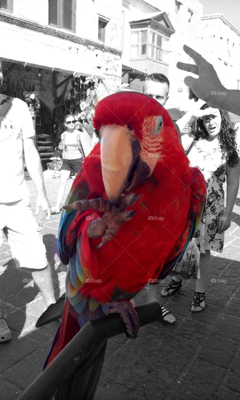 Parrot. Fun in Greece