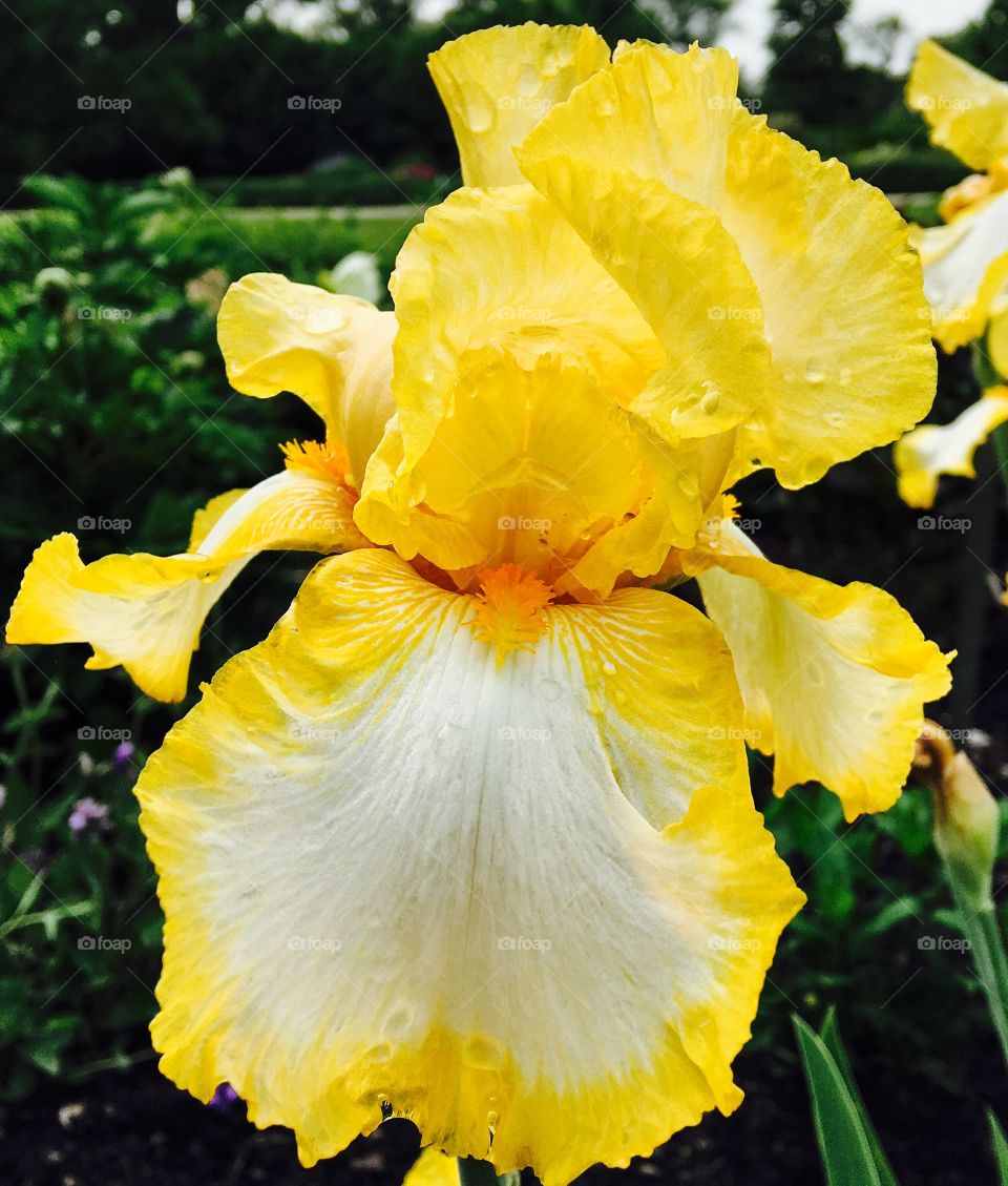 Iris