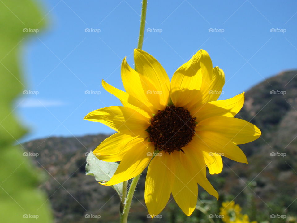 Sunflower