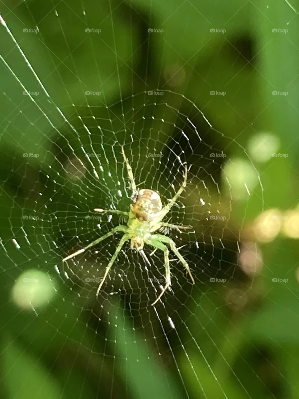 Dream weaver