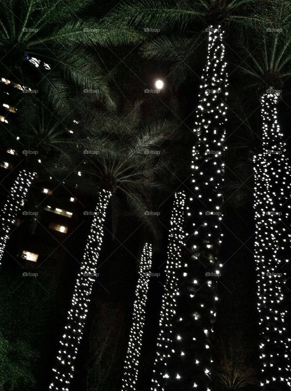 Phoenix at night. Palm trees in mini lights at night in Phoenix 