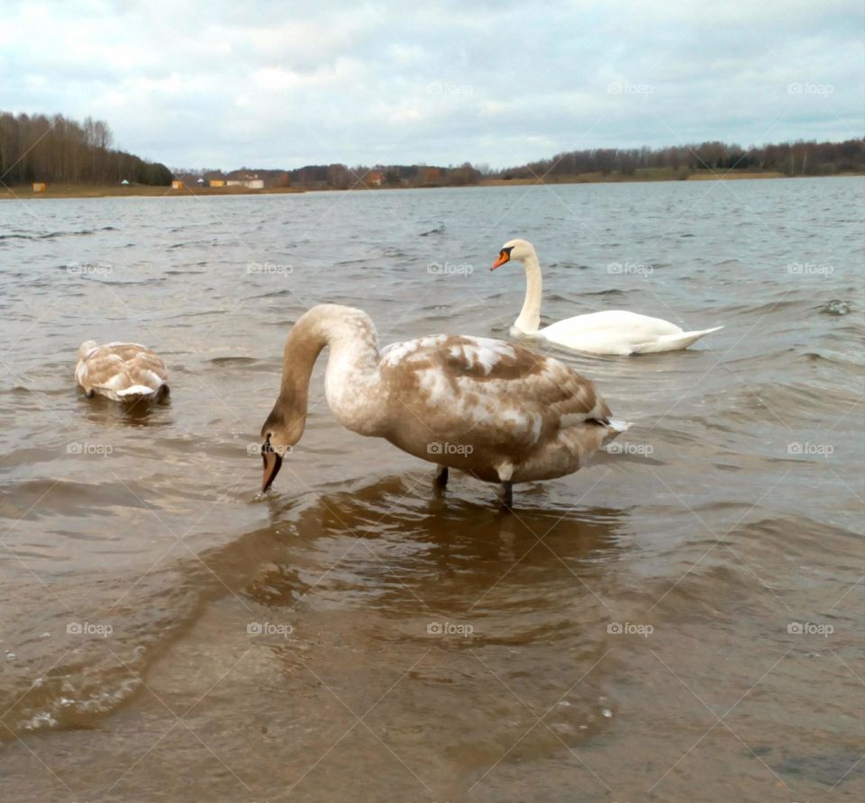 swans on a lake