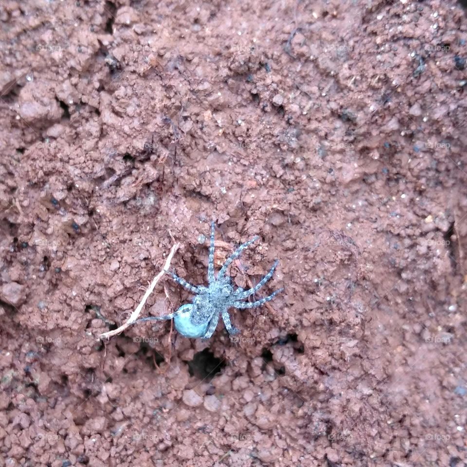 Small spider on the ground