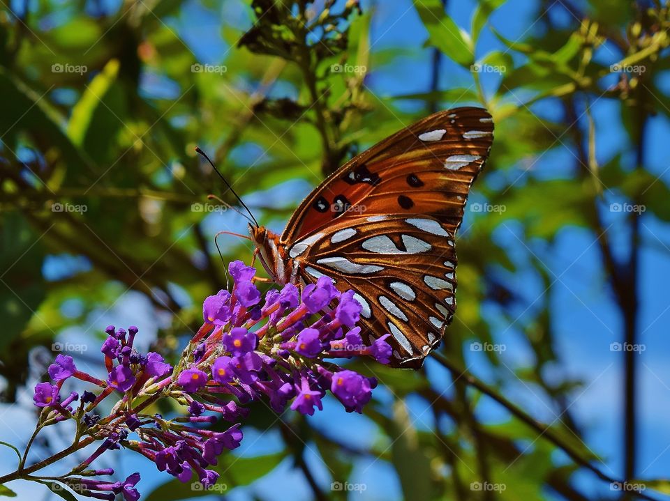 Monarch butterfly