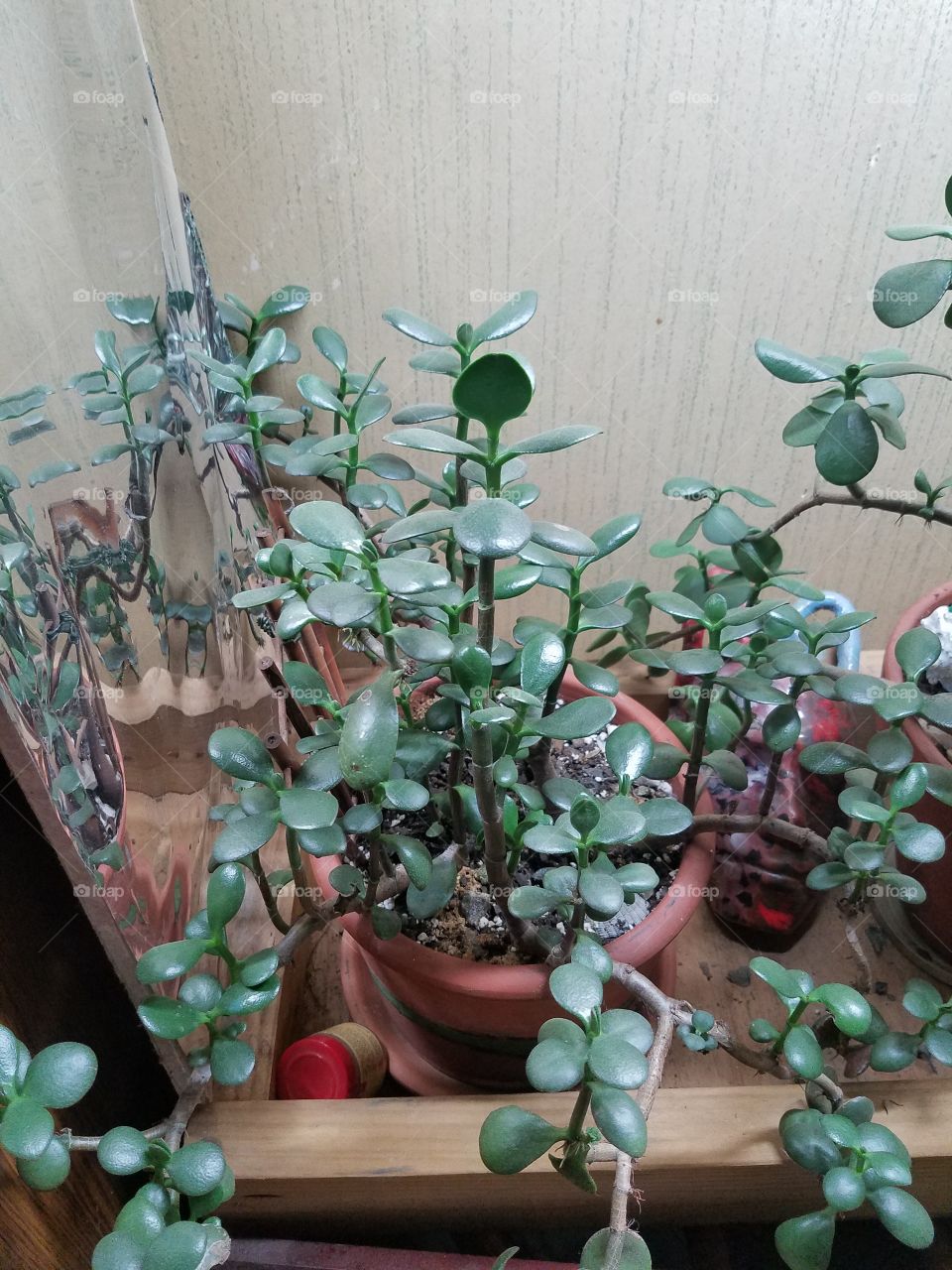 House plants in pots