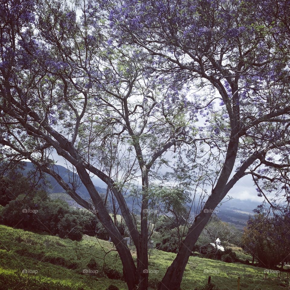 Jacaranda tree and Easter