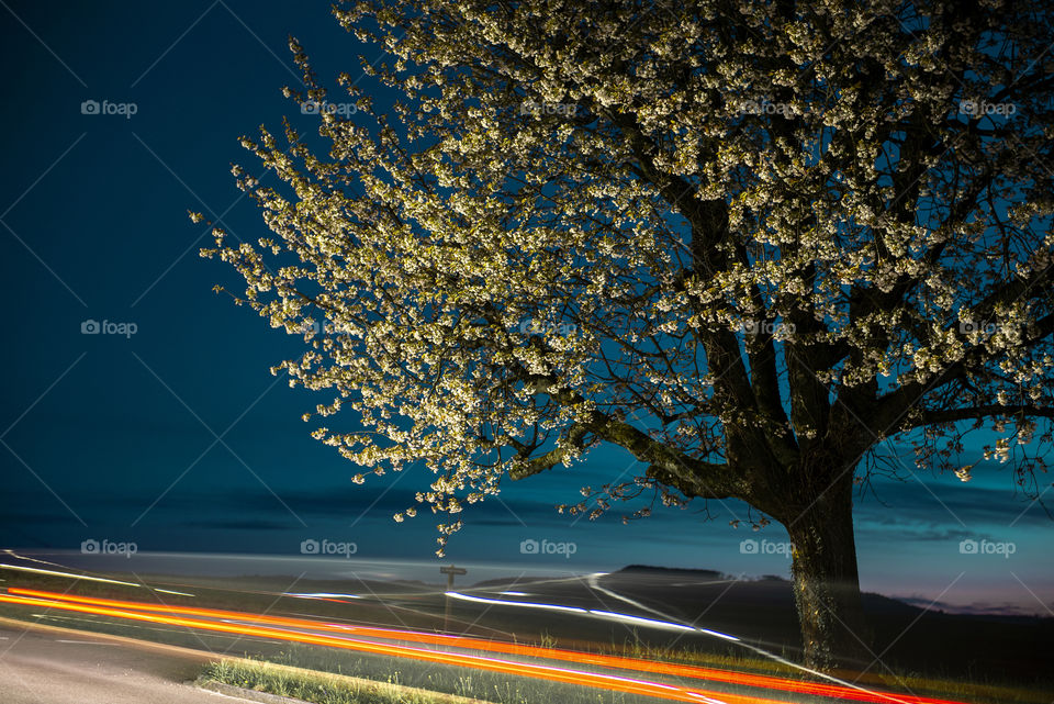 Flowering apple tree in the night lights