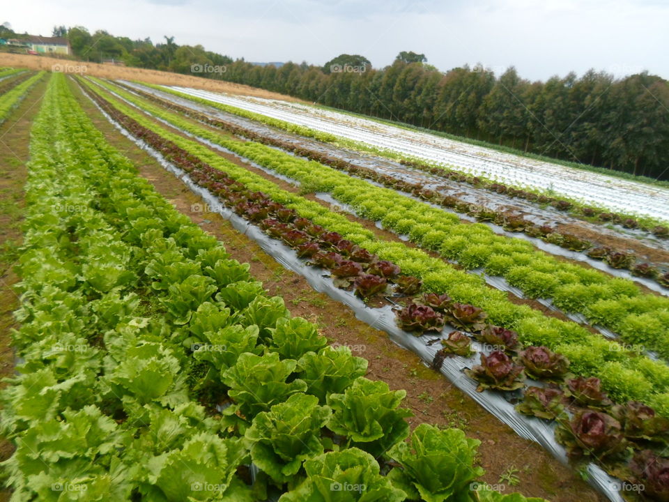 alfaces lettuce. cultivo de alfaces e horticultura
