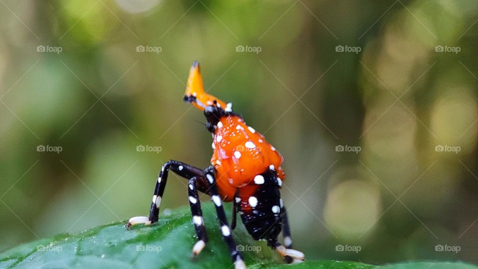 Colour full insect on a leaf