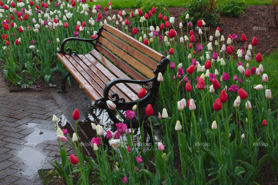 seat in the tulips