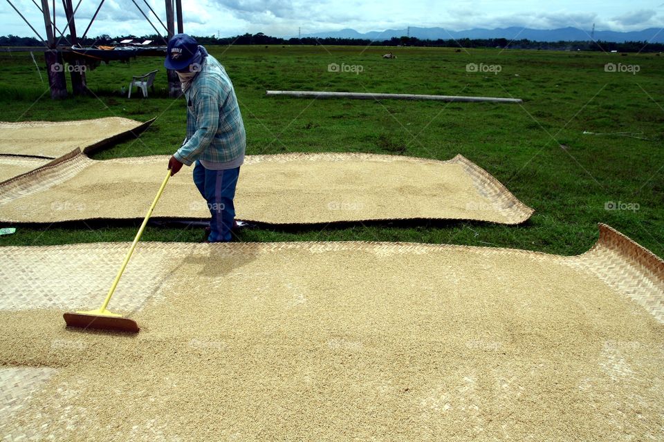 rice farmer. rice farmer in the philippines tending to his harvested rice