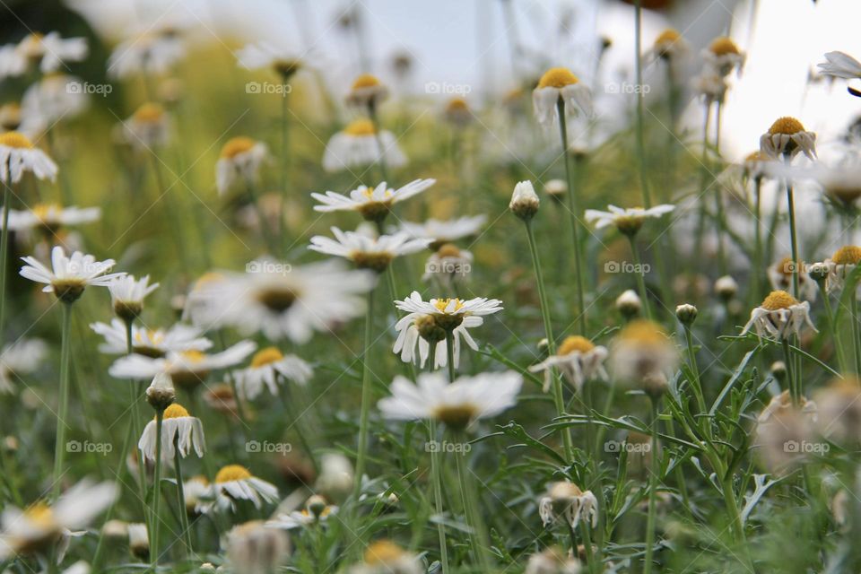 White flower garden 