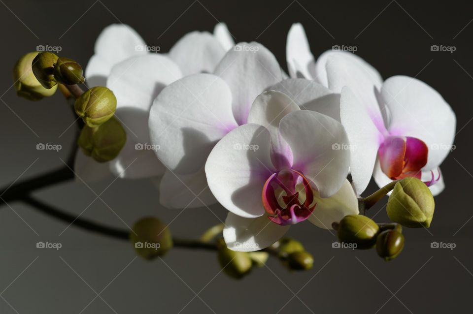 orchids flowers on a white background beautiful floral