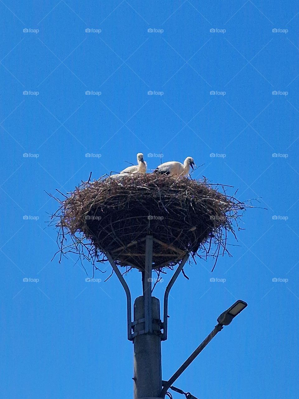 storks in the nest