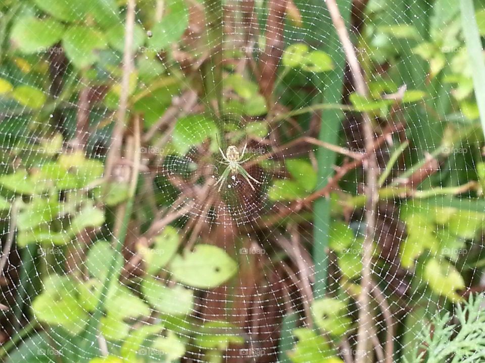 Garden  Spider on it's Web