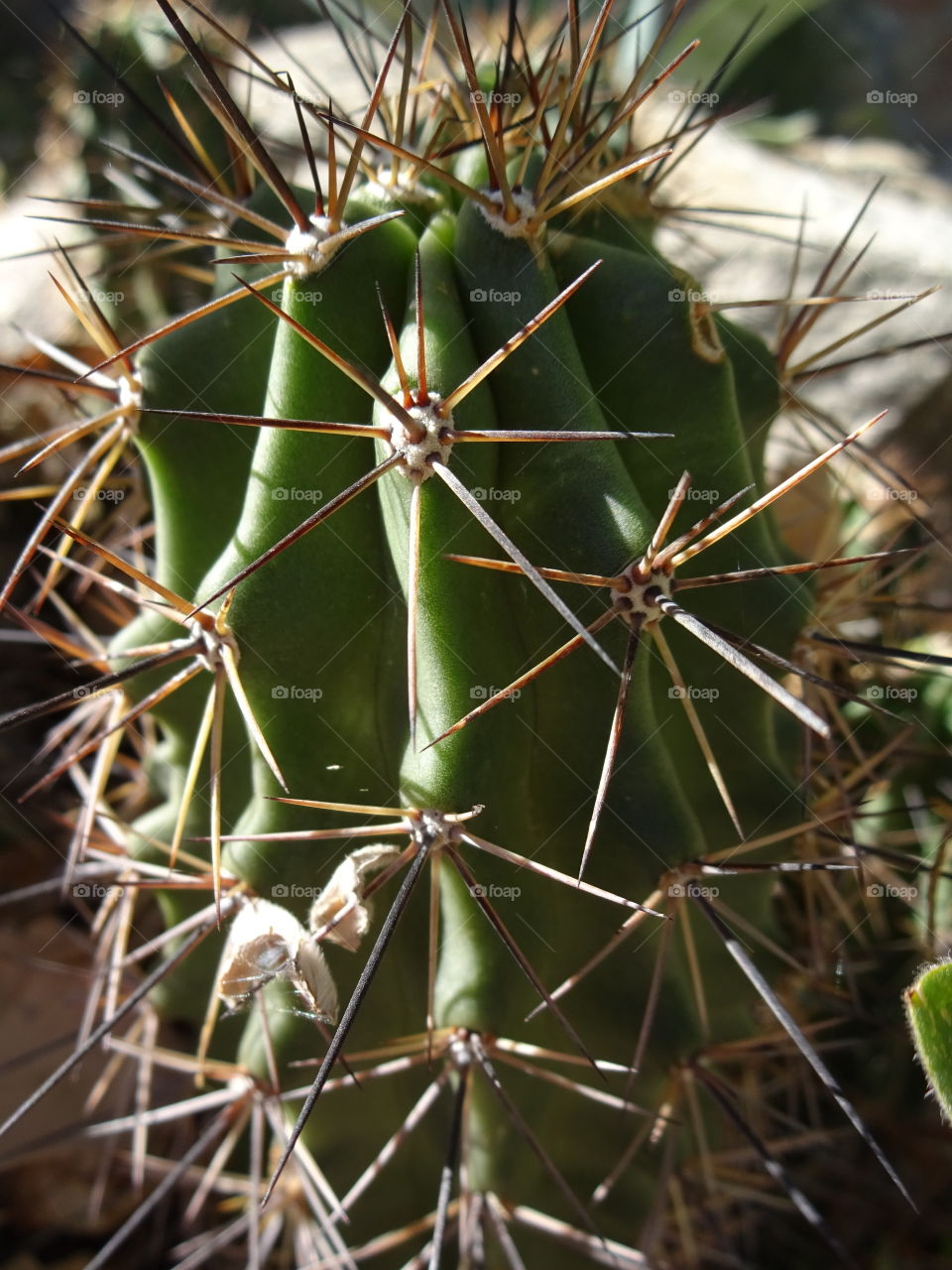 Cactus