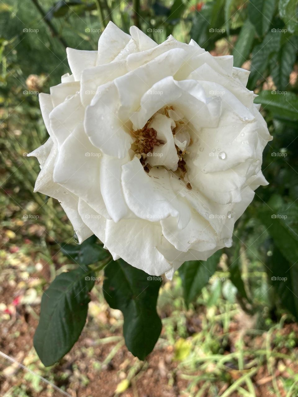 🌹 🇺🇸 Very beautiful flowers to brighten our day.  Live nature and its beauty. Did you like the delicate petals? / 🇧🇷 Flores muito bonitas para alegrar nosso dia. Viva a natureza e sua beleza. Gostaram das pétalas delicadas? 