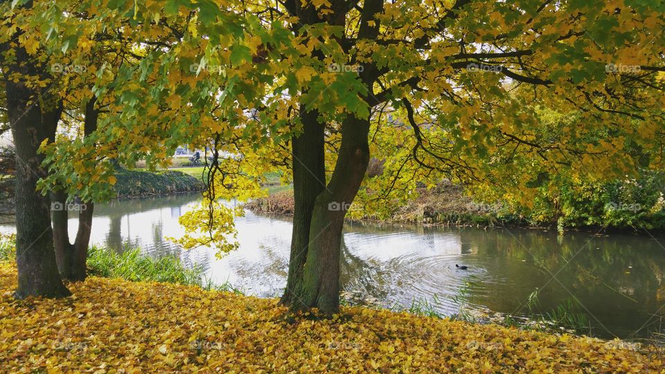 autumn landscape with fall trees