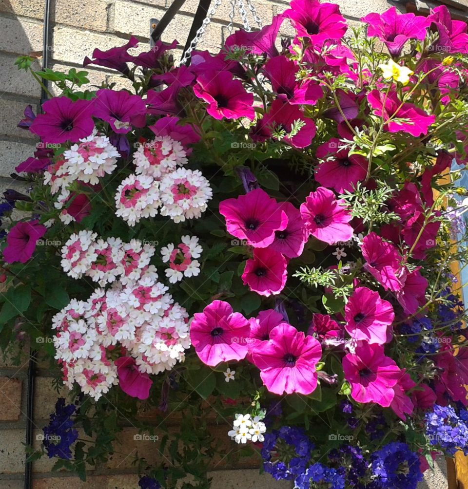 Hanging Basket