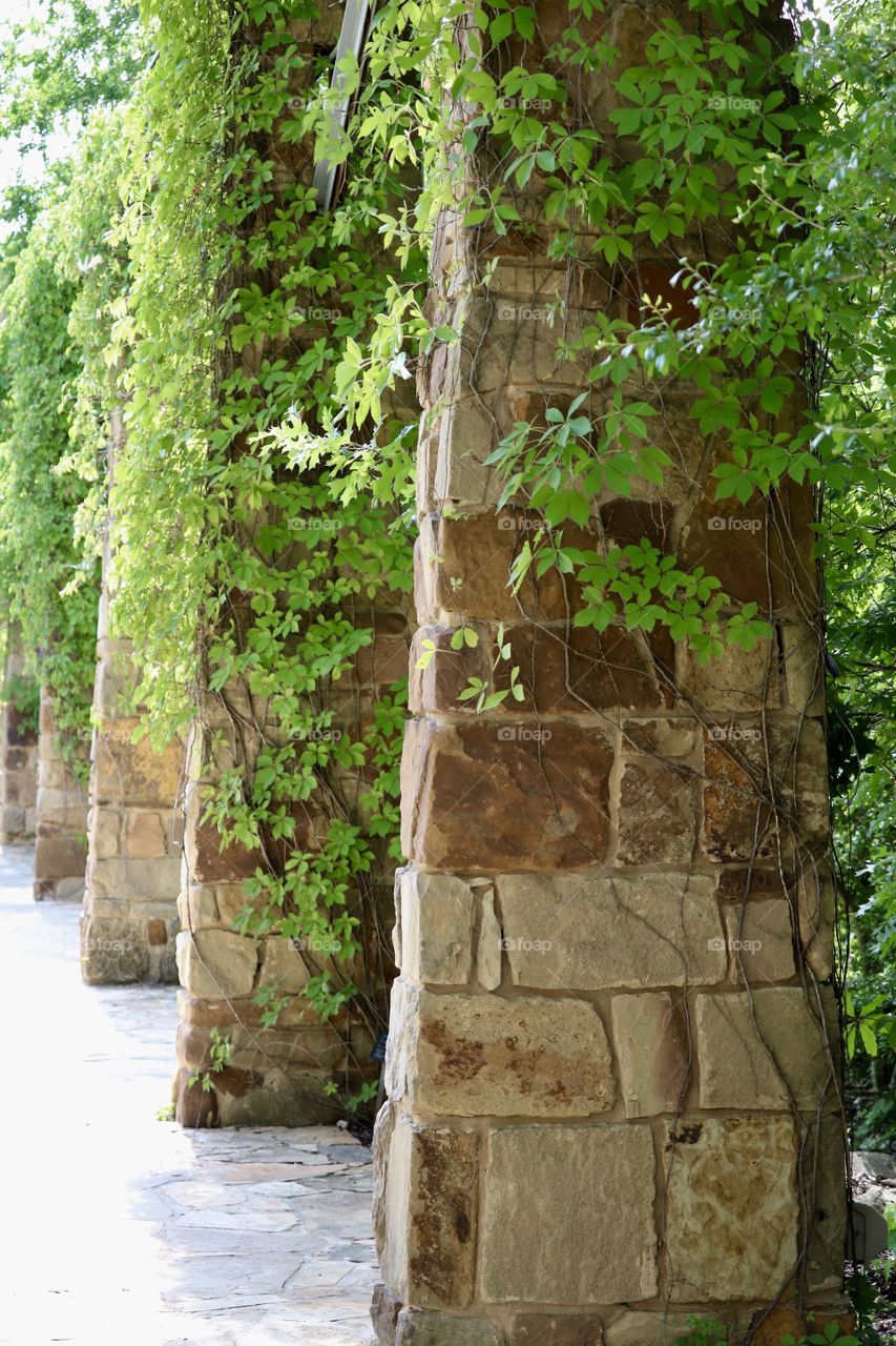 Stone columns with vines of ivy