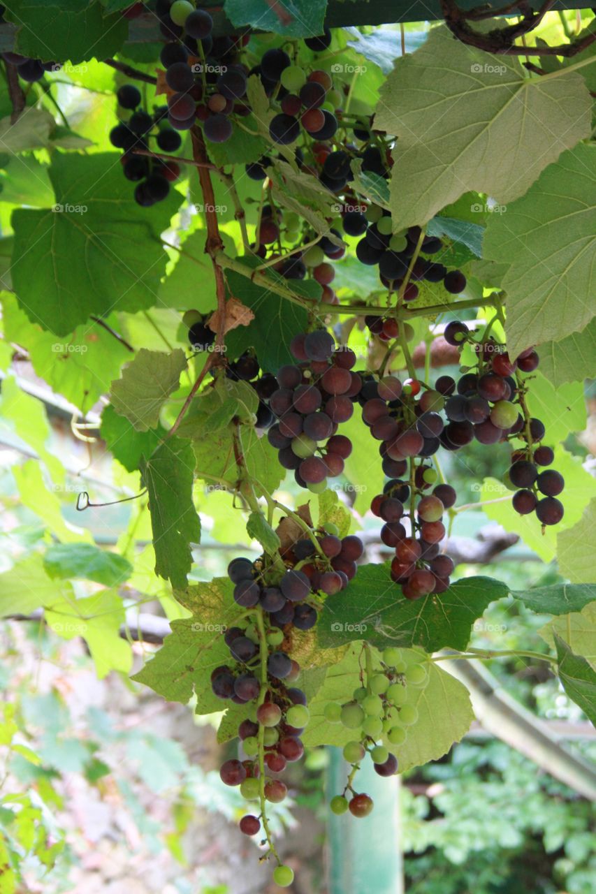 grapes