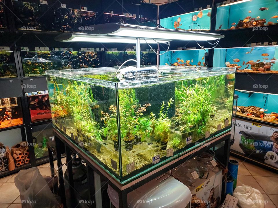 Aquatic plants for the aquarium