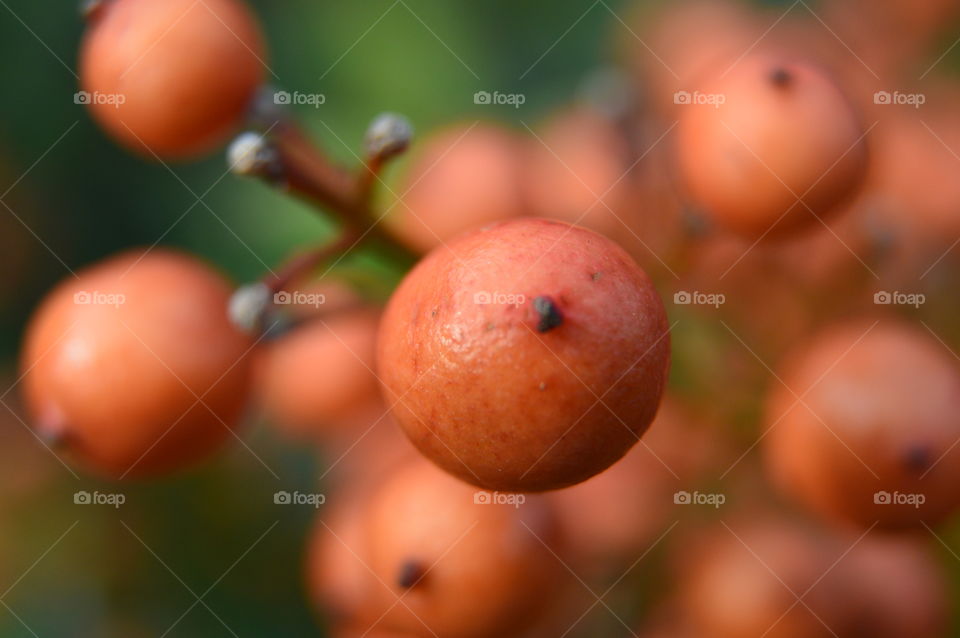 berries up close
