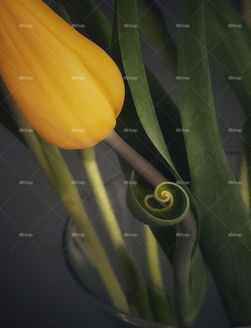 A tulip with one curled leaf