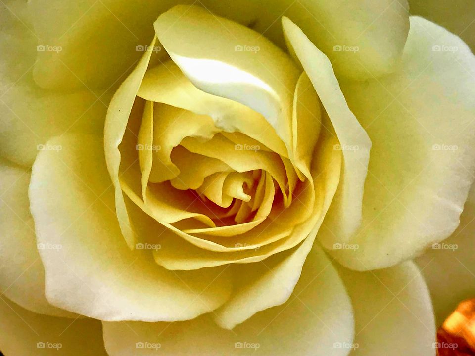 Yellow rose