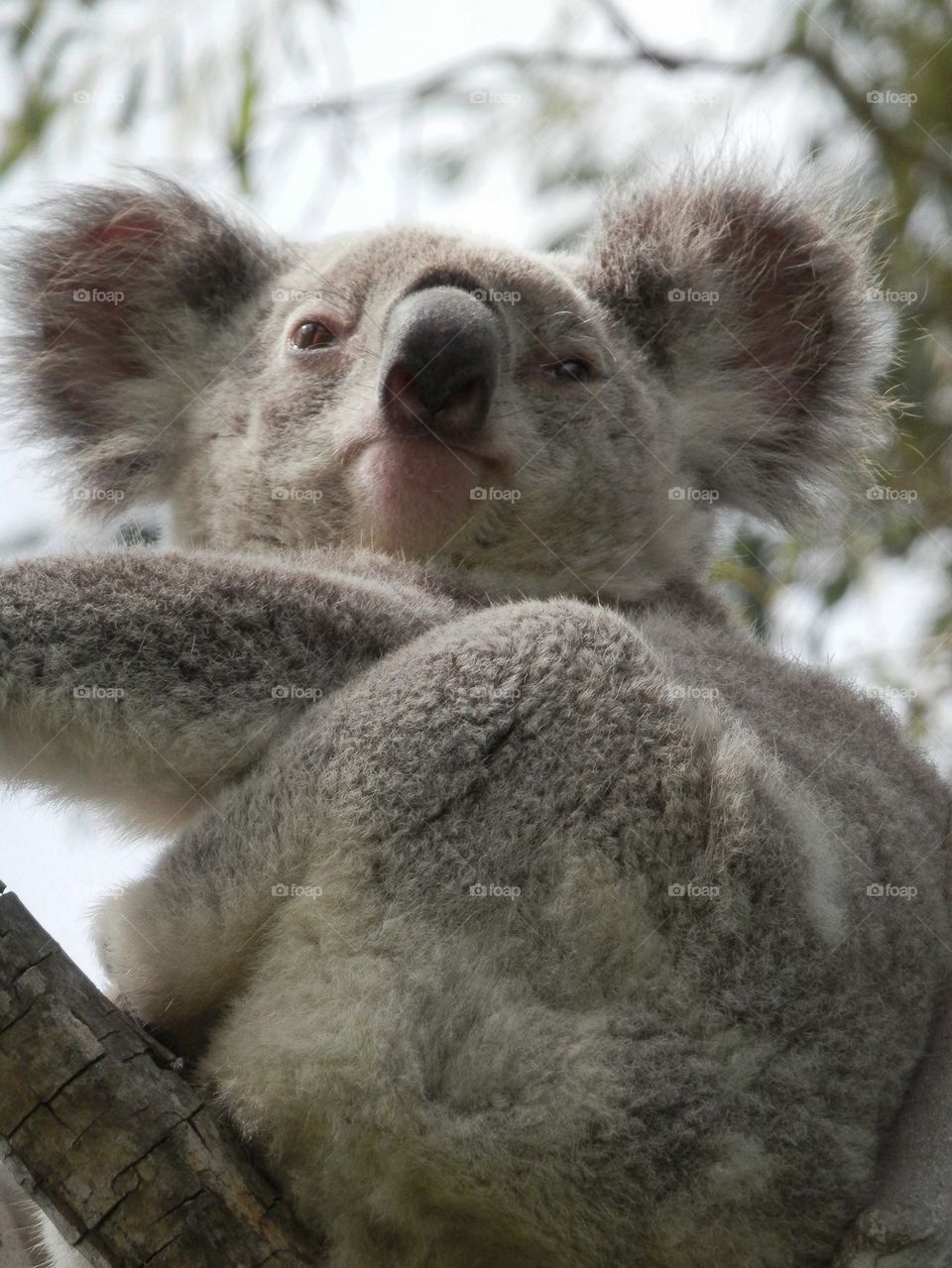 Koala