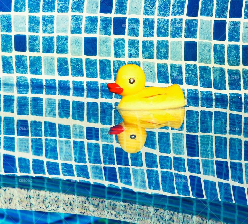 Duck in pool