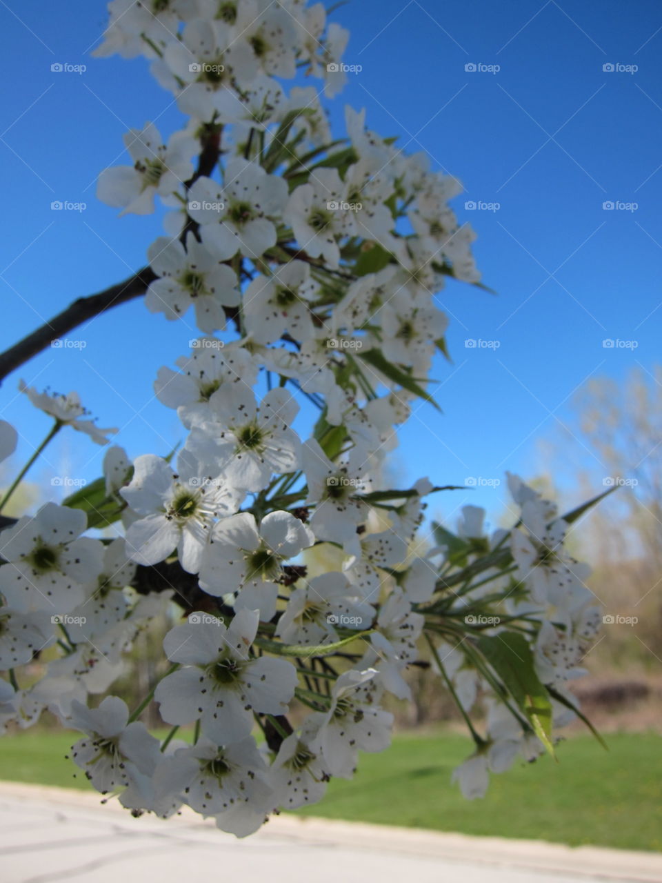 Spring blooms 