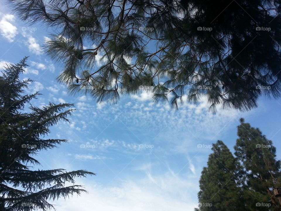 Three Tree Sky