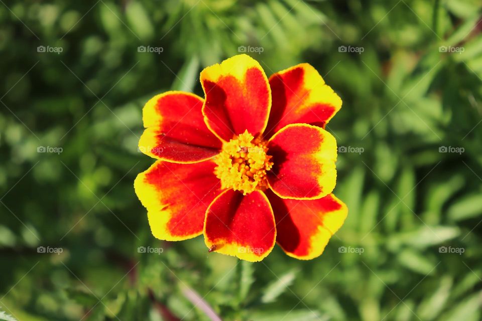 Mexican marigold with beetle. 